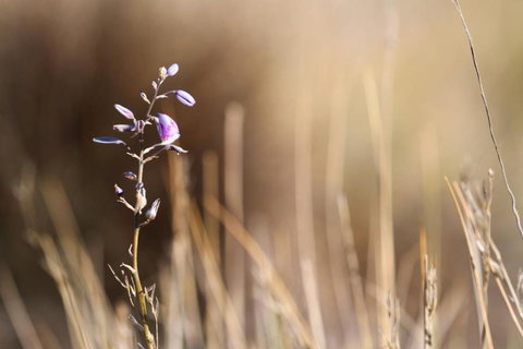 Pichi Richi Park - Accommodation Gold Coast 1