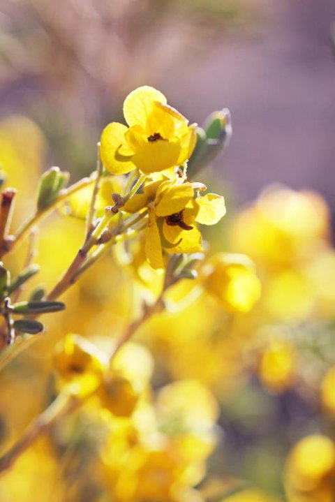 Pichi Richi Park - Accommodation Gold Coast 2