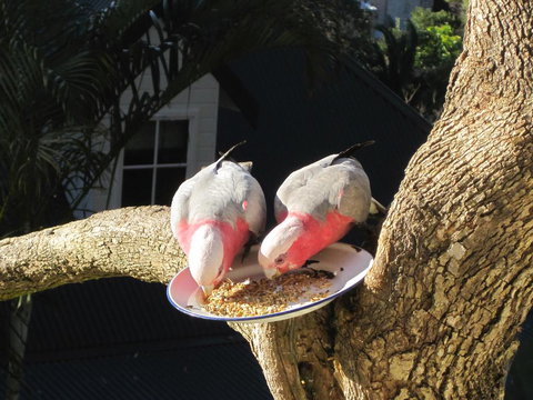 Avoca Breezes - 1 Gold Coast 2