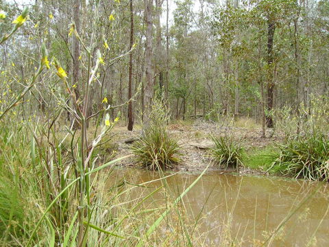 Back To The Bush - Accommodation Gold Coast 2