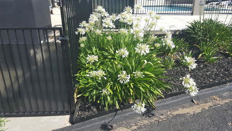 Bathurst Gold Panner - Accommodation Gold Coast 1