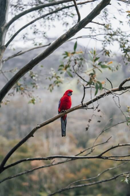 Riverside Cabin 18 Thredbo - Accommodation Gold Coast 1