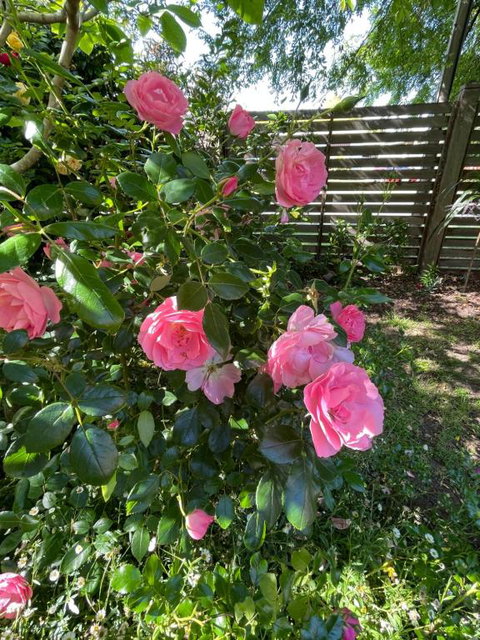 Rosehaven On Rosebud - Accommodation Gold Coast 1