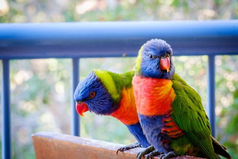 Sanctuary Lake Apartments - Accommodation Gold Coast 1