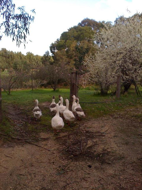 Bellbrae Harvest - Accommodation Gold Coast 3