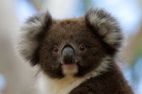 Book Cape Otway Accommodation Vacations Accommodation Gold Coast Accommodation Gold Coast
