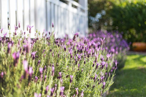 BIRCHES B&B - Accommodation Gold Coast 3