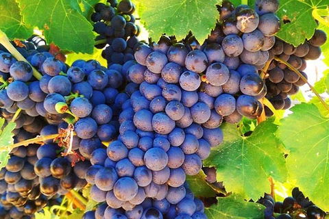 The Fully Local (Private) Tour - Accommodation Gold Coast 0