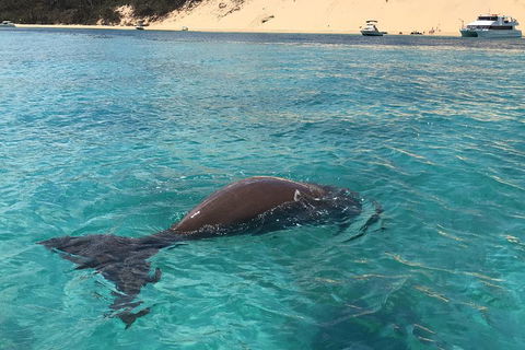 Cruise In Moreton Bay Marine Park And Moreton Island - Accommodation Gold Coast 2
