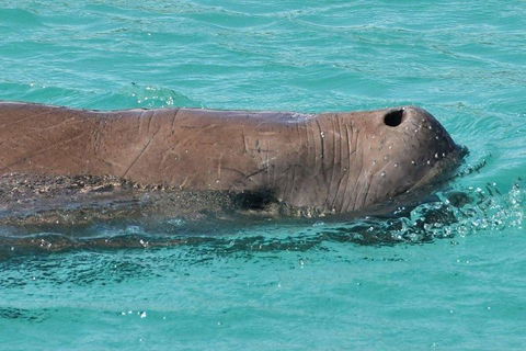 Cruise In Moreton Bay Marine Park And Moreton Island - Accommodation Gold Coast 3