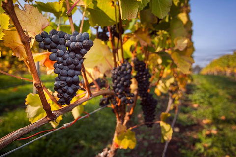 Half Day Tamar Valley Wine Tour - Accommodation Gold Coast 1