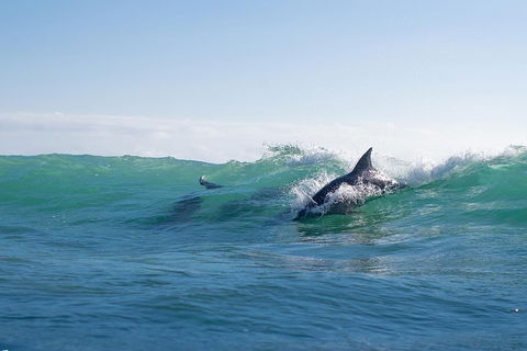 Private Tangalooma Wrecks Tour - Accommodation Gold Coast 2