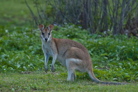 Cairns 4WD Waterfall And Rainforest Tour Including Kuranda Scenic Railway - Accommodation Gold Coast 2