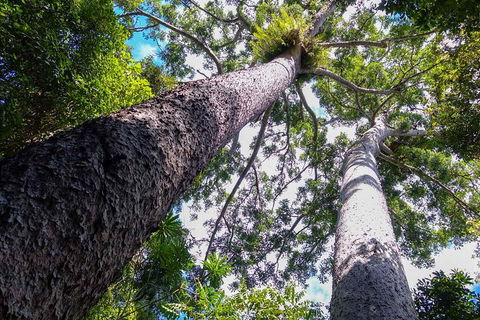 Paronella Park And Millaa Millaa Falls Full-day Tour From Cairns - Accommodation Gold Coast 1
