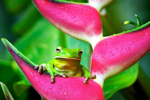Cape Tribulation, Mossman Gorge, And Daintree Rainforest Premium Day Tour - Accommodation Gold Coast 0