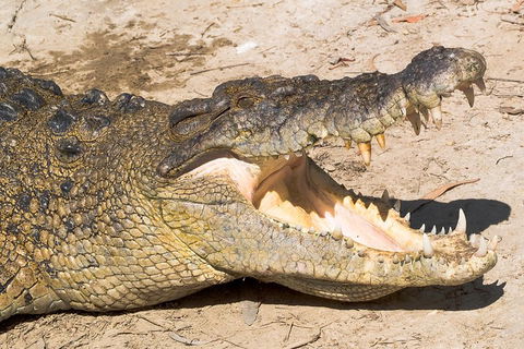 Cape Tribulation, Mossman Gorge, And Daintree Rainforest Premium Day Tour - Accommodation Gold Coast 1