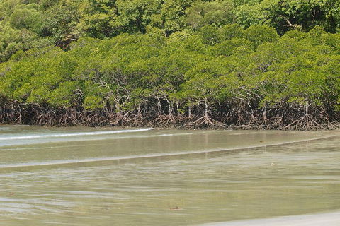 Cape Tribulation, Mossman Gorge, And Daintree Rainforest Premium Day Tour - Accommodation Gold Coast 4