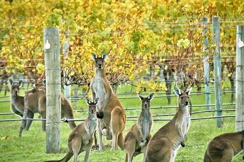 Three Day Charter Margaret River Region (inbound Melbourne Travelers) - Accommodation Gold Coast 5