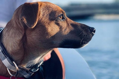 1.5-Hour Boat Rental In Melbourne - Accommodation Gold Coast 0