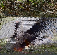 Full Day Tour in the Daintree - Accommodation Gold Coast