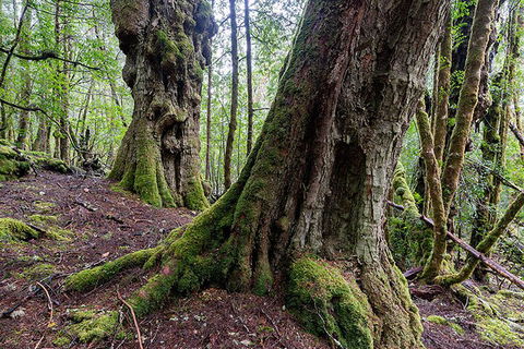 3-Day Cradle Mountain Photography Workshop - Accommodation Gold Coast 1