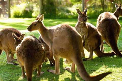 Melbourne City Card (3 Days): Visit Unlimited Attractions! - Accommodation Gold Coast 4