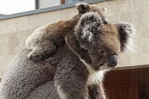 Adelaide Shore Excursion: Adelaide City Tour By Private Limo - Accommodation Gold Coast 4