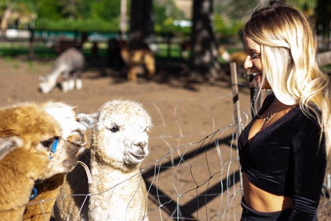 O'Reilly's & Lamington National Park Incl. Alpaca Farm + Vineyard - Accommodation Gold Coast 3