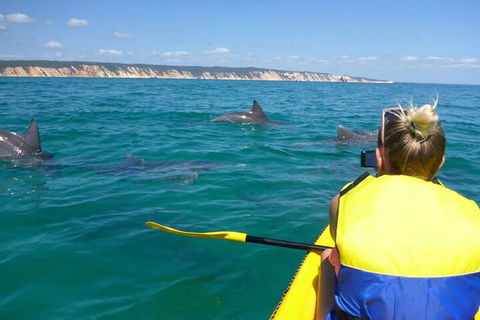 Kayak With Dolphins And 4WD Great Beach Drive Day Trip From Noosa - Accommodation Gold Coast 1