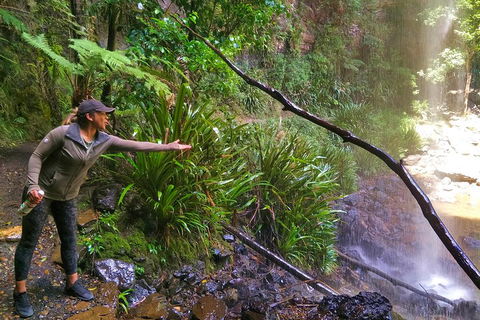 Rainforest & Waterfalls Extravaganza - Accommodation Gold Coast 4
