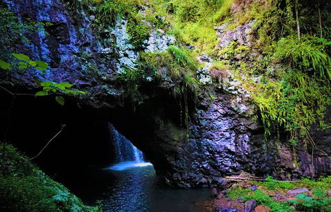 Rainforest & Waterfalls Extravaganza - Accommodation Gold Coast 5