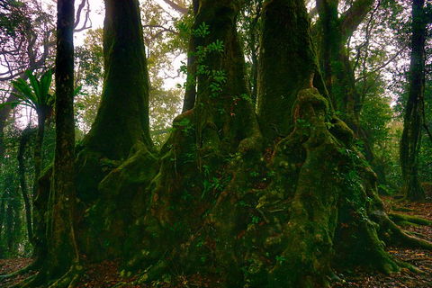 Private Tour - Rainforest & Waterfalls Extravaganza - Accommodation Gold Coast 5