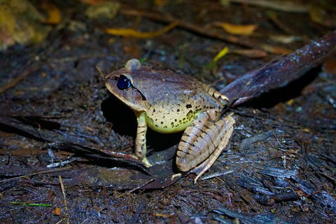 Glow Worms Private Tour - Nocturnal Rainforest Walk - Accommodation Gold Coast 0