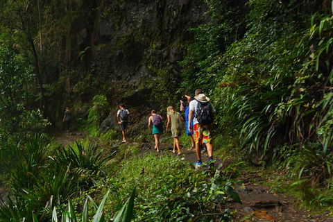 Glow Worms Private Tour - Nocturnal Rainforest Walk - Accommodation Gold Coast 1