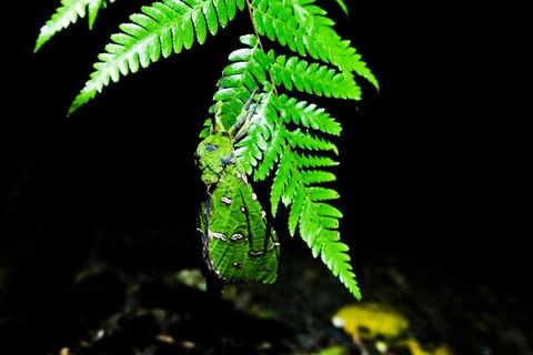 Glow Worms Private Tour - Nocturnal Rainforest Walk - Accommodation Gold Coast 2