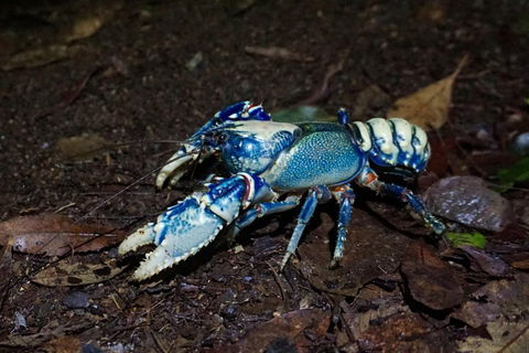 Glow Worms Private Tour - Nocturnal Rainforest Walk - Accommodation Gold Coast 4