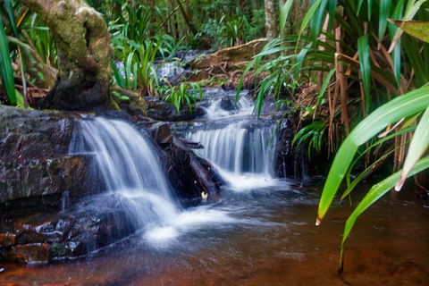 Glow Worms Private Tour - Nocturnal Rainforest Walk - Accommodation Gold Coast 5