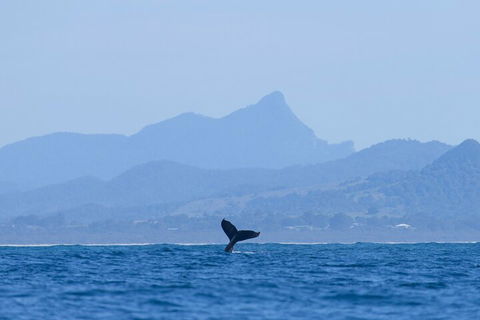 The Byron Bay Sea Kayak Tour - Accommodation Gold Coast 0
