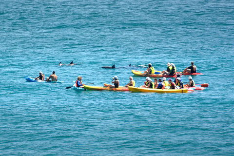 The Byron Bay Sea Kayak Tour - Accommodation Gold Coast 1