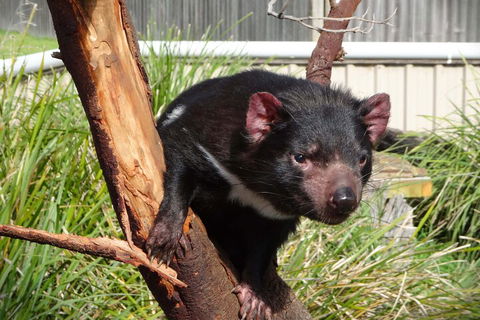6-Day Tasmania Small-Group Guided Tour With Gourmet Food - Accommodation Gold Coast 1