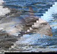 Noosa Oceanrider Scenic Dolphin Safari - Accommodation Gold Coast