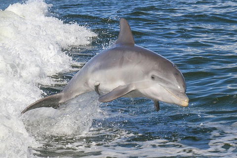 Noosa Oceanrider Scenic Dolphin Safari - Accommodation Gold Coast 0