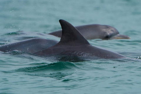 Noosa Oceanrider Scenic Dolphin Safari - Accommodation Gold Coast 1