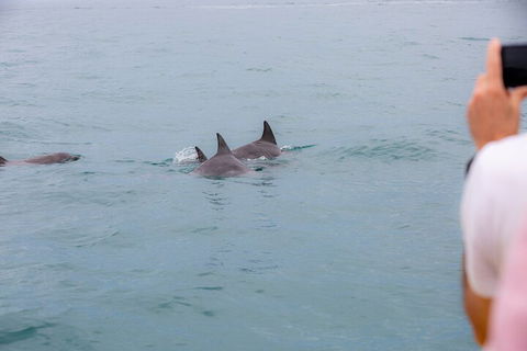 Noosa Oceanrider Scenic Dolphin Safari - Accommodation Gold Coast 2