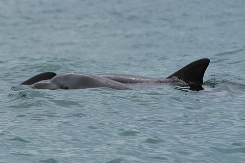 Noosa Oceanrider Scenic Dolphin Safari - Accommodation Gold Coast 3