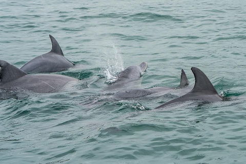 Noosa Oceanrider Scenic Dolphin Safari - Accommodation Gold Coast 5
