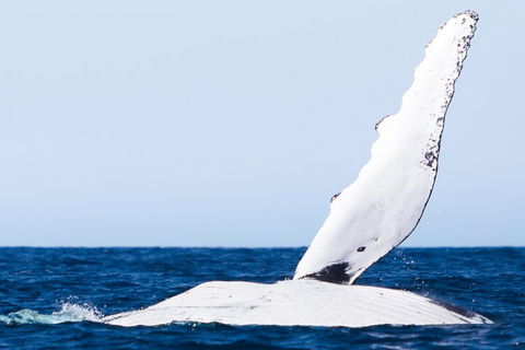 2-Hour Guided Whale Watching Tour At Noosa - Accommodation Gold Coast 0