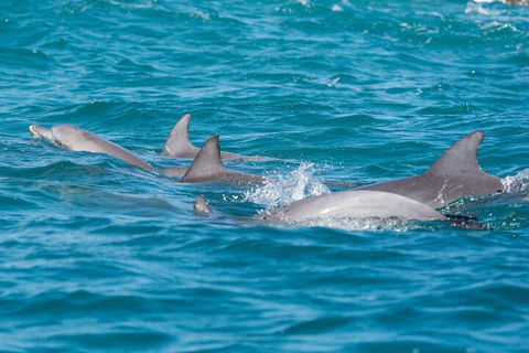 2-Hour Guided Whale Watching Tour At Noosa - Accommodation Gold Coast 2