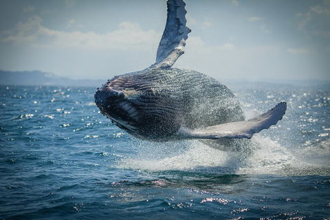 2-Hour Guided Whale Watching Tour At Noosa - Accommodation Gold Coast 3