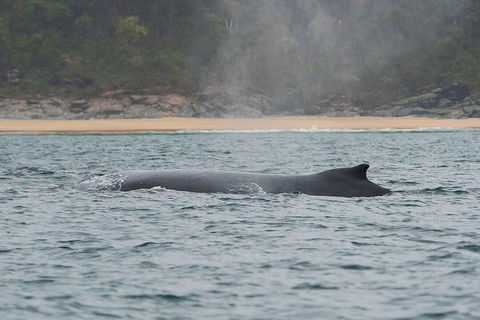 2-Hour Guided Whale Watching Tour At Noosa - Accommodation Gold Coast 5